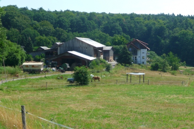 P1290884_Heckenhof-k