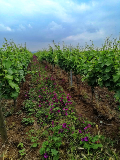 aImage 2021-06-26 at 07.44.42 (3)